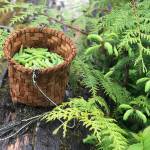 A cedar basket holds harvested spruce tips. (Vivian Faith Prescott | For the Capital City Weekly)