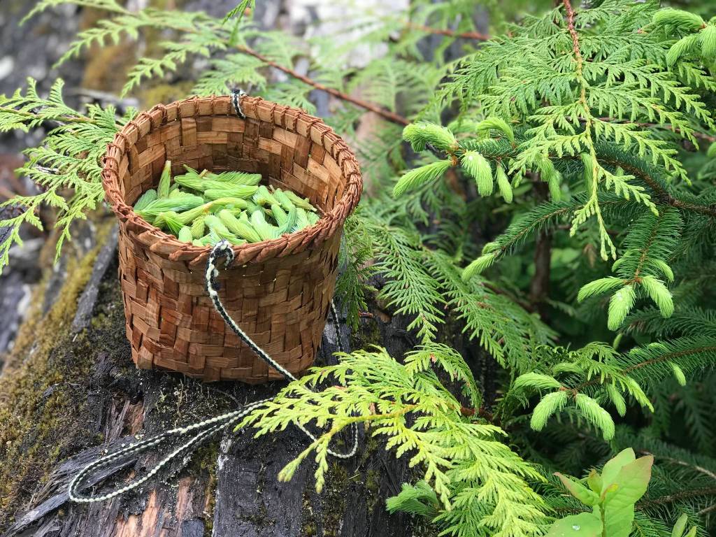 A cedar basket holds harvested spruce tips. (Vivian Faith Prescott | For the Capital City Weekly)