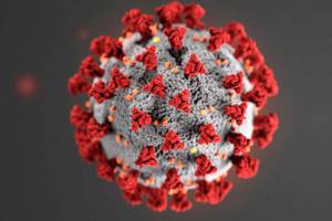 COVID-19. (Image courtesy the CDC)