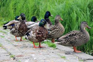 Mallards stand near the pond at Rotary Park, June 21, 2020. (Ben Hohenstatt | Juneau Empire)
