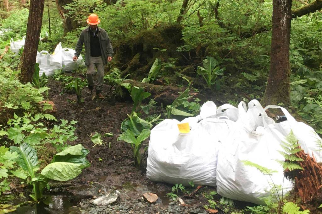 Ryan O Shaughnessy, executive director of Trail Mix Inc., walks down the trail as he oversees operations using a K-Max heavy lift helicopter to slingload dozens of tons of gravels for new construction on the Horse Tram Trail on Tuesday, June 23, 2020. (Michael S. Lockett | Juneau Empire)