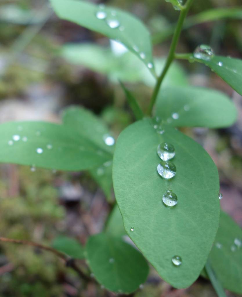 Water droplets sit on leaves following a rainy period in Interior Alaska. Its been a rainy week in Alaska. (Courtesy Photo | Ned Rozell)