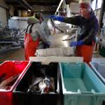 This March 25, 2020, file photo shows a small load of pollack being sorted as it comes off a boat at the Portland Fish Exchange in Portland, Maine. The amount of commercial fishing taking place worldwide has dipped since the start of the coronavirus pandemic, but scientists and conservation experts say its unclear if the slowdown will help jeopardized species of sea life to recover. (AP Photo/Robert F. Bukaty)