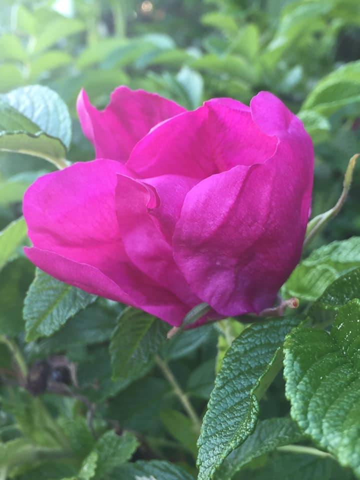 Harvesting petals from flowers, like this rose, can be a multigenerational activity. (