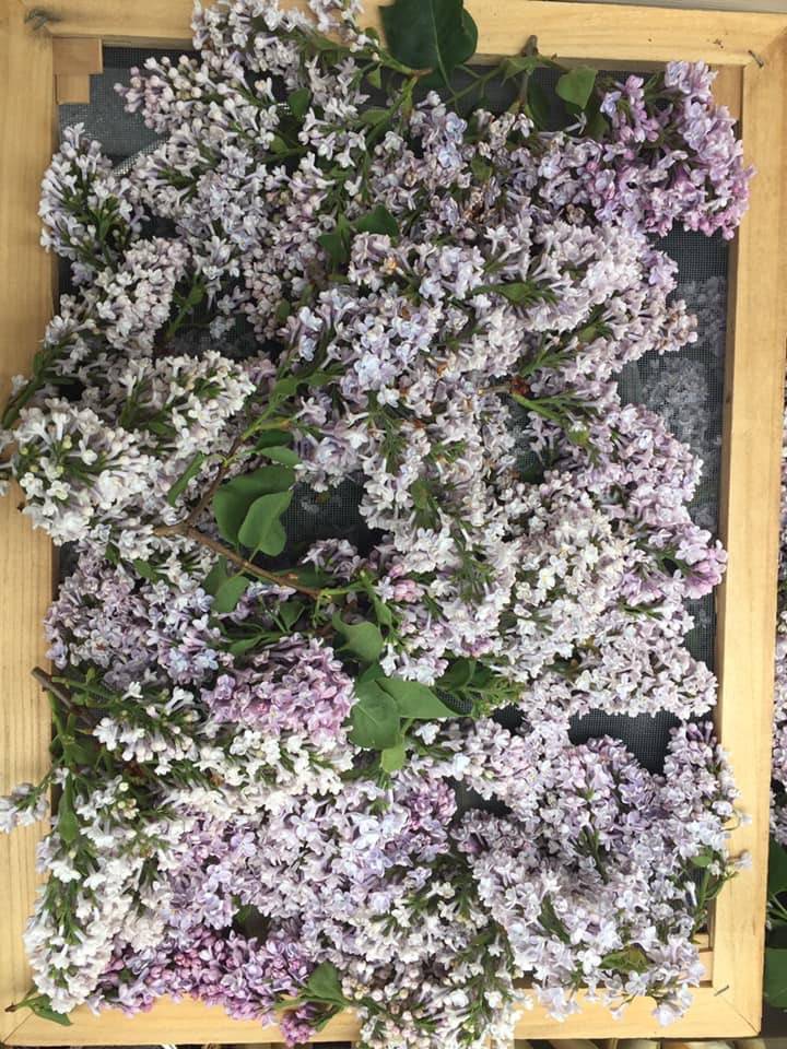Lilacs should be harvested right after theyve fully bloomed. They can be used to make syrup. (Vivian Mork Yéilk | For the Capital City Weekly)