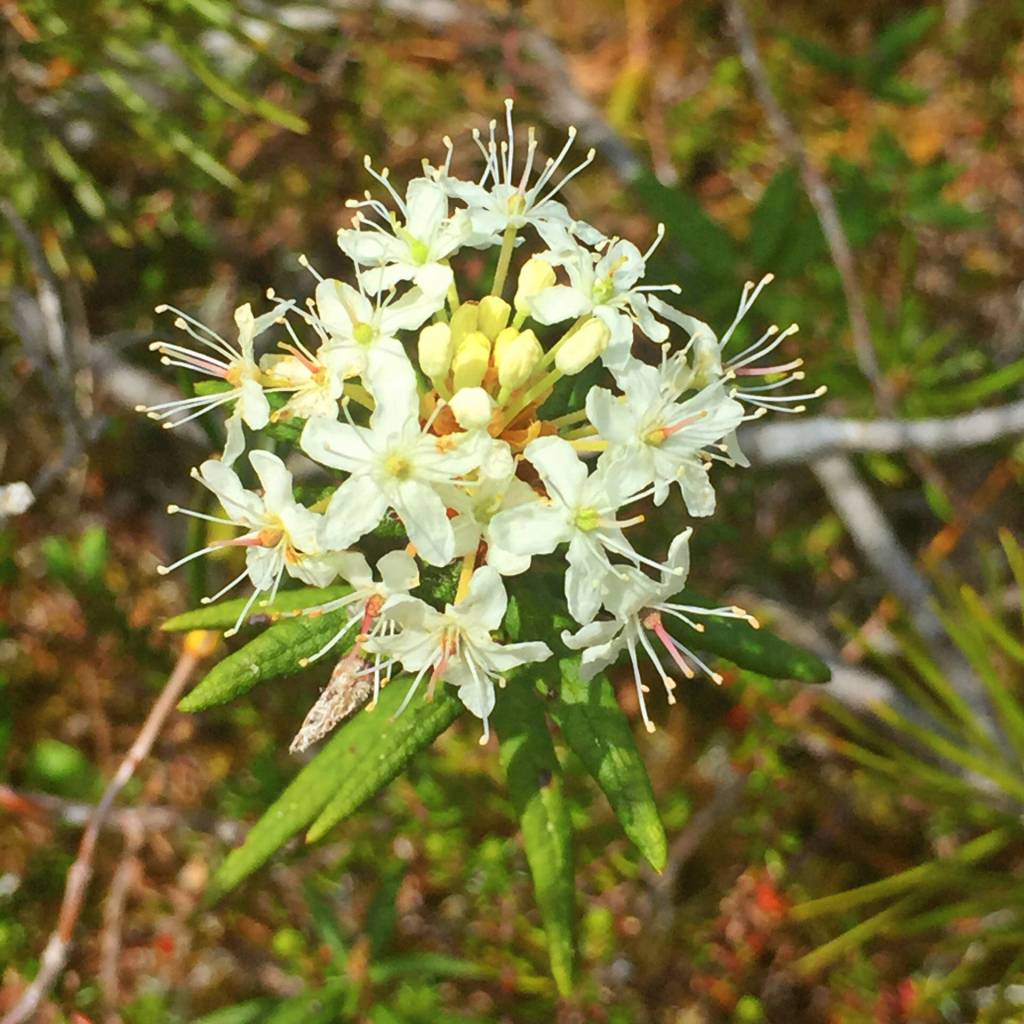 A Labrador tea flower is among the flowers that can be harvested locally and made into a tasty syrup. (Vivian Mork Yéilk | For the Capital City Weekly)