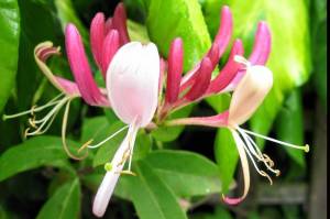 Honeysuckle can be used to make syrup, but be careful, some stems can be poisonous. (Vivian Mork Yéilk | For the Capital City Weekly)