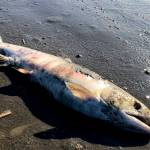 This July 2019 photo provided by Peter Westley shows the carcass of a chum salmon along the shore of the Koyukuk River near Huslia, Alaska, July 2019 was the hottest month ever recorded in the state. Global warming looks like it will be a far bigger problem for the worlds fish species than scientists first thought, since a study led by Dr. Flemming Dahlke released on Thursday, July 2, 2020 shows that when fish are spawning or are embryos they are far more vulnerable to hotter water. (Peter Westley | University of Alaska Fairbanks)