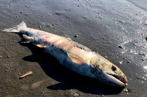 This July 2019 photo provided by Peter Westley shows the carcass of a chum salmon along the shore of the Koyukuk River near Huslia, Alaska, July 2019 was the hottest month ever recorded in the state. Global warming looks like it will be a far bigger problem for the worlds fish species than scientists first thought, since a study led by Dr. Flemming Dahlke released on Thursday, July 2, 2020 shows that when fish are spawning or are embryos they are far more vulnerable to hotter water. (Peter Westley | University of Alaska Fairbanks)