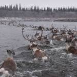 Meet Alaska’s long-distance champions