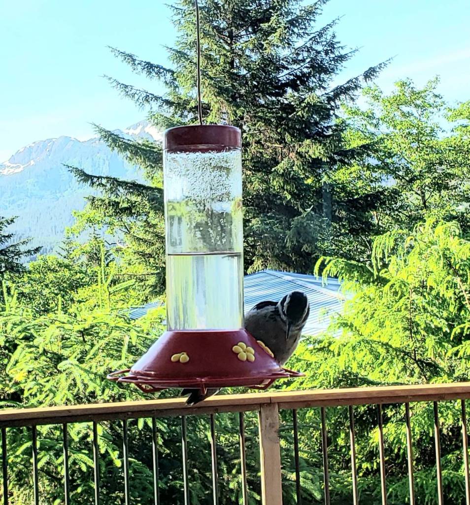 I am visiting my brother with my family, writes Bill Sauerteig. We have been watching this hairy woodpecker enjoy sugar water from the hummingbird feeder the past few days. (Courtesy Photo | Bill Sauerteig)
