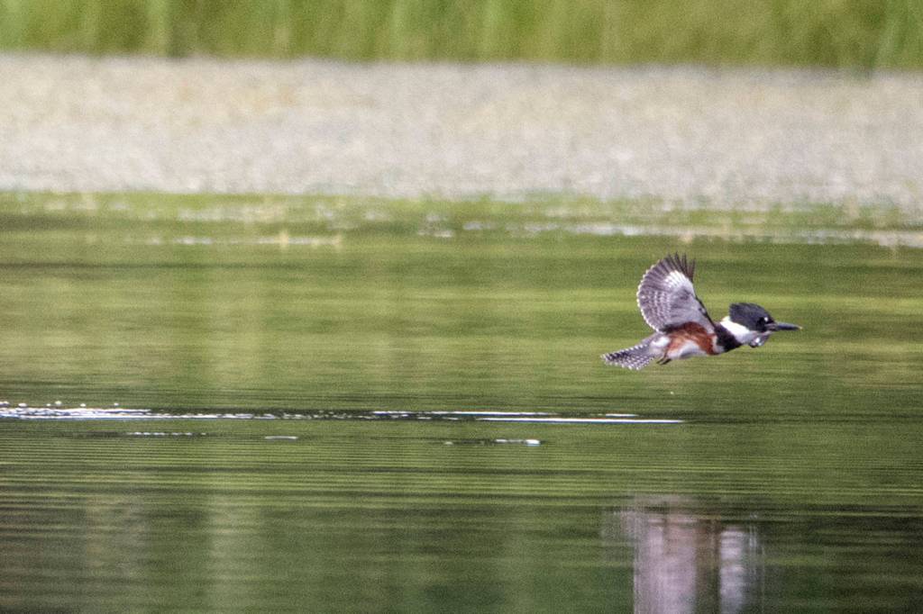 Belted Kingfisher with fresh catch, by the Salt Chuck Amalga, Southeast Alaska. (Courtesy Photo/Kenneth Gill, gillfoto)