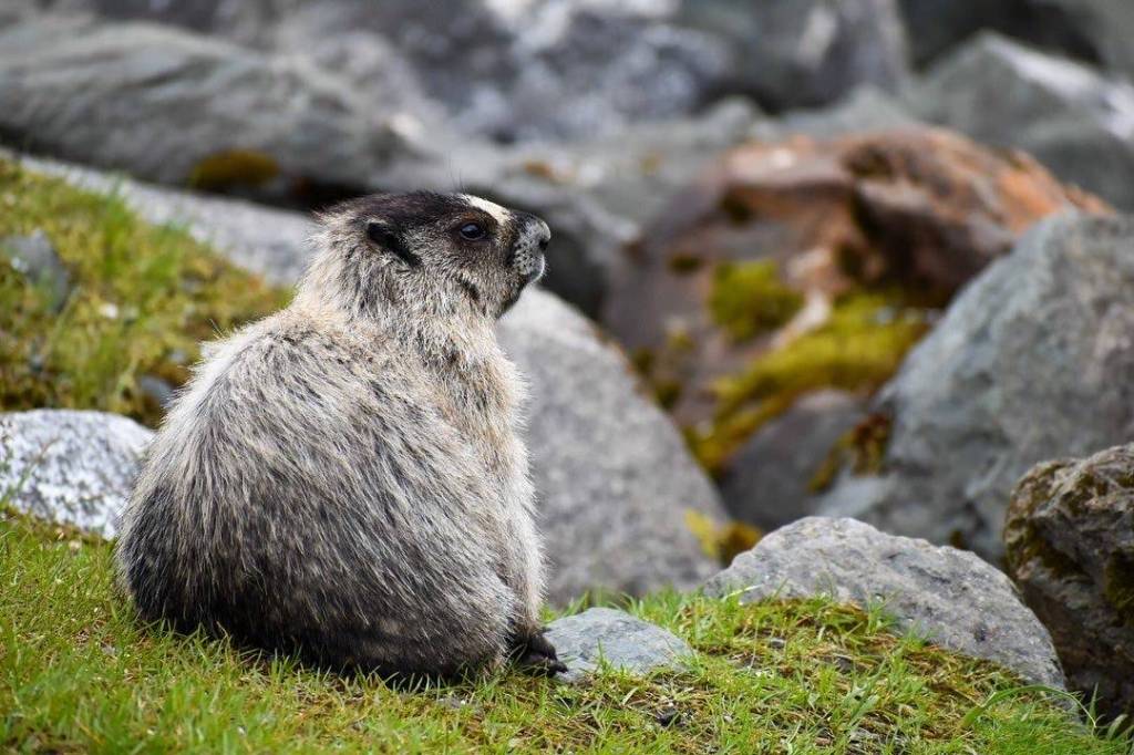 A marmot suns near marmot the Shrine of St. Therese. (Courtesy Photo | Eston Jennings)