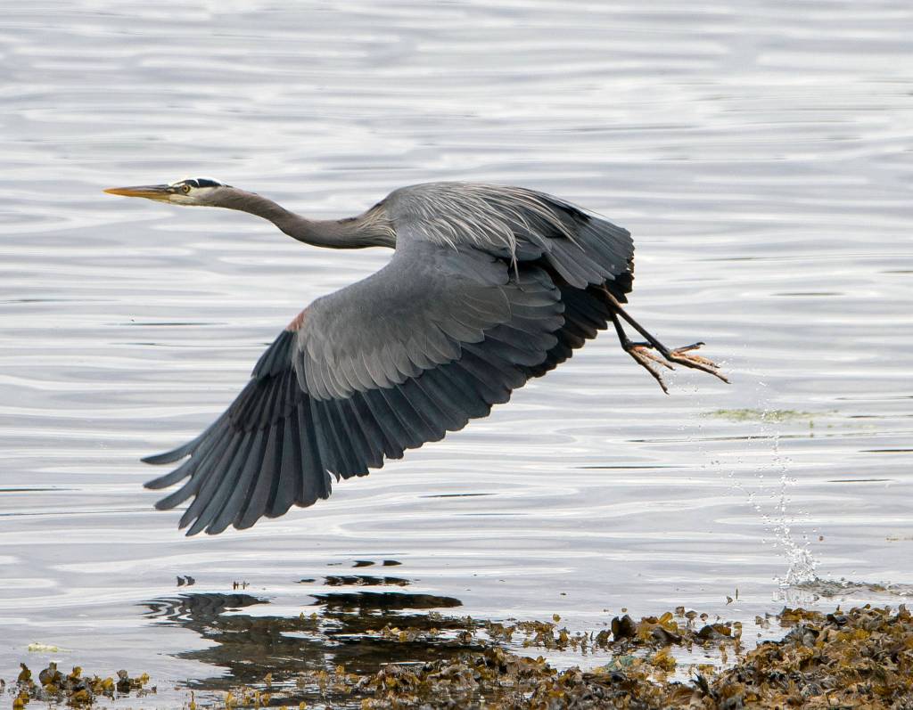 A great blue heron takes off near Tenakee Springs. (Courtesy Photo | Kenneth Gill, gillfoto)