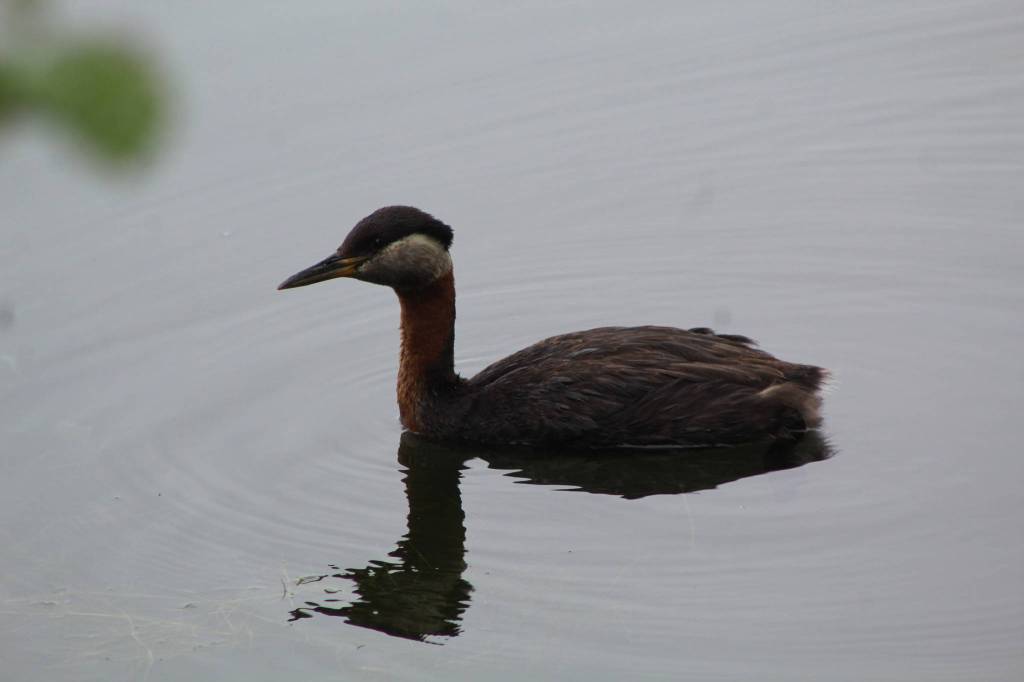 Wild Shots: Photos of Mother Nature in Alaska