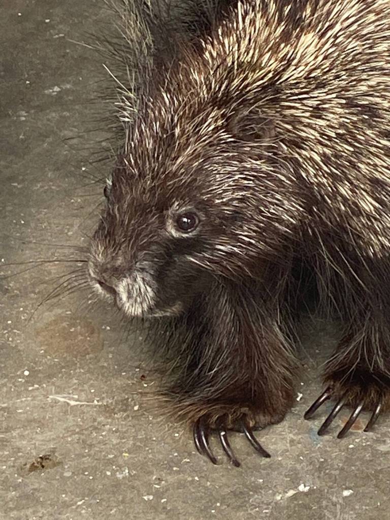 A curious porcupine pays a visit to Denise Carrolls home on June 30, 2020. (Courtesy Photo | Denise Carroll)