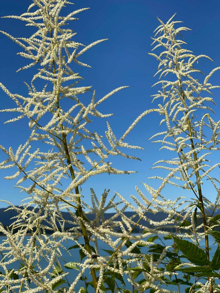 Like plumes against the blue sky, goatsbeard thrives along North Douglas Highway on July 1, 2020. (Courtesy Photo | Denise Carroll)