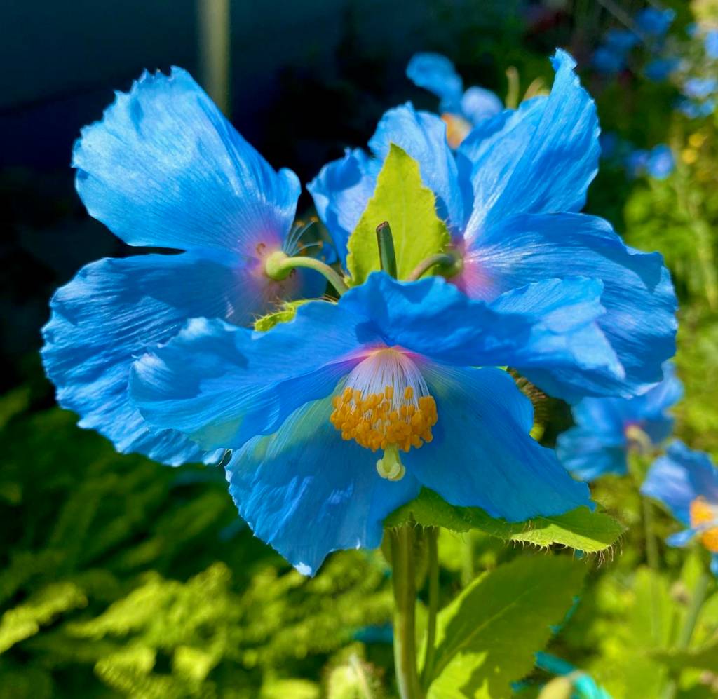 A Himalayan poppy grows in Glacier Avenue garden on July 2, 2020. (Courtesy Photo | Denise Carroll)