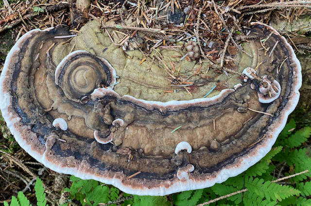 Bear bread, also known as bracket fungi, grows within the wood of living or dead trees as seen on the bluff trail, North Douglas on July 24, 2020. (Courtesy Photo/Denise Carroll)