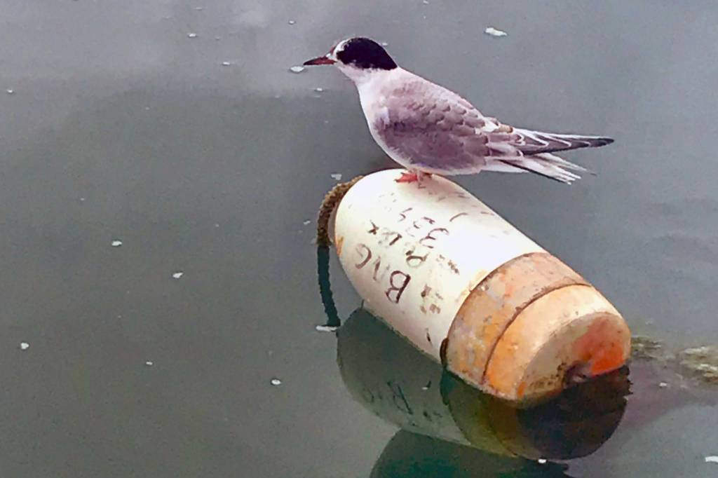 An immature Bonapartes gull happily rests on July 7 in Fritz Cove. (Courtesy Photo | Richard Fagnant)