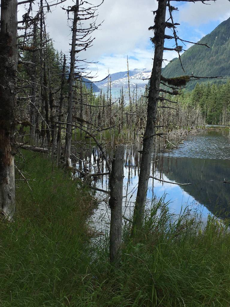 The Dead Forest is seen on the way to the Mendenhall Glacier, July 23, 2020 (Courtesy Photo/Photo Barbara Belknap)