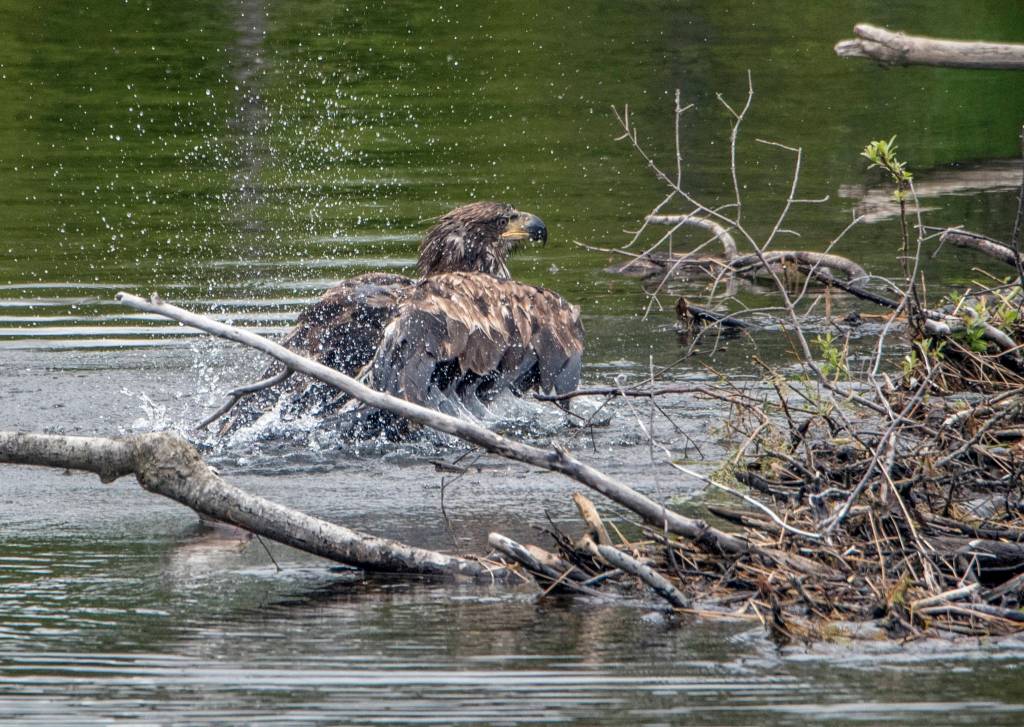 An immature bald eagle takes bath before the beaver dam in Steep Creek on June 30, 2020. (Courtesy Photo | Kenneth Gill, gillfoto)