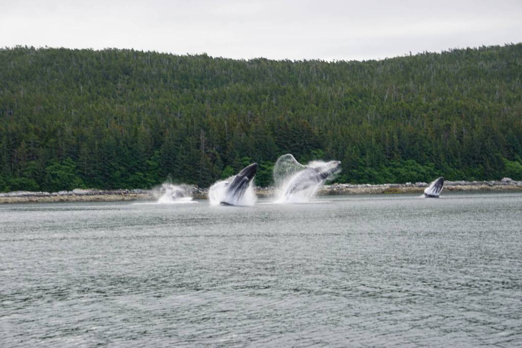 I was heading south toward Angoon with my son and grandson when we were treated to this amazing show, writes Paul Taintor of this photo showing multiple whales breaching. (Courtesy Photo | Paul Taintor)