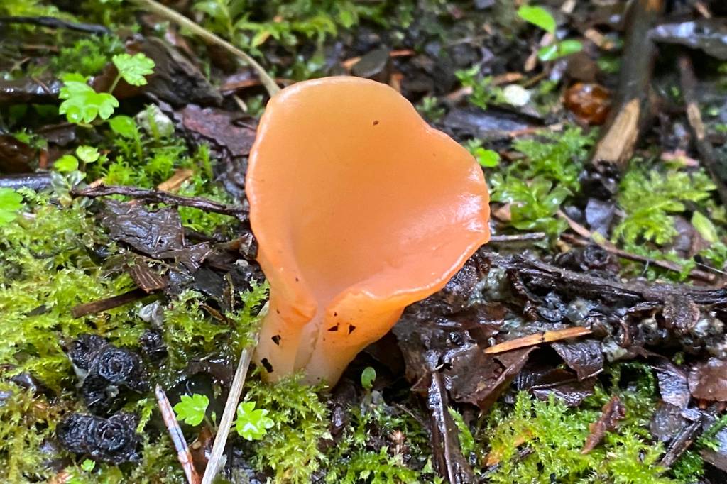 This photo shows a jelly mushroom near Sandy Beach.(Courtesy Photo/Deana Baraja)