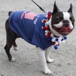 Jax wears patriotic garb while waiting for a parade to make its way down Crest Street Saturday, July 4, 2020. (Ben Hohenstatt | Juneau Empire)