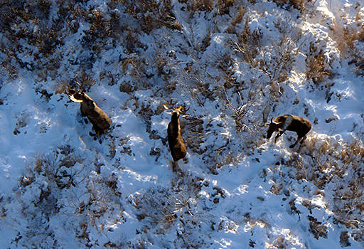 Moose have been part of both successful and unsuccessful population transplant attempts in Alaska. They are also part of at least one of Mary F. Willsons stories from time spent on Southeast trails. (Courtesy Photo | U.S. Fish and Wildlife Service)