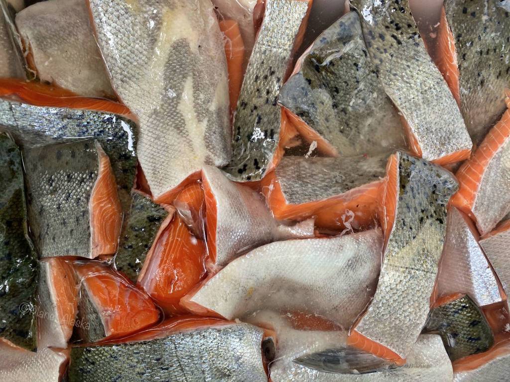 This photo shows king salmon in brine in Wrangell. (Vivian Faith Prescott | For the Capital City Weekly)