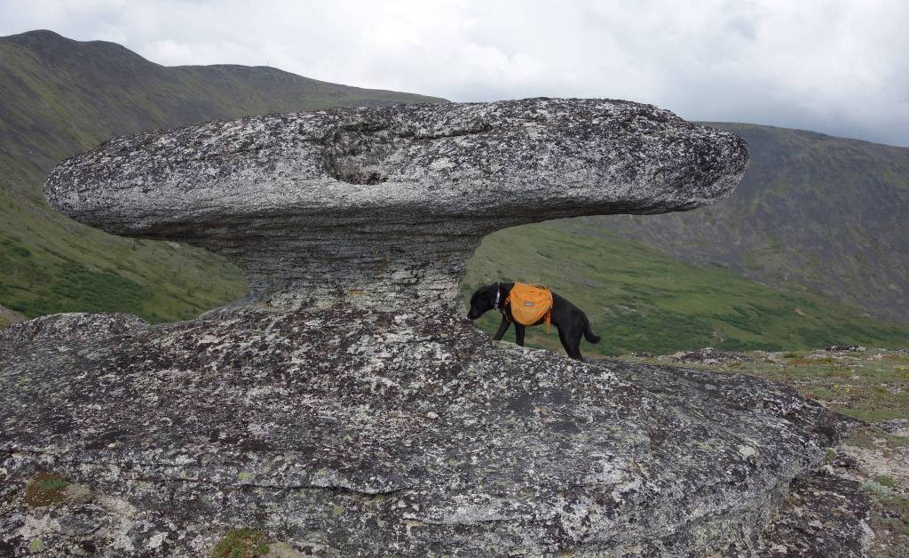 A mushroom-shaped granite tor stands about 60 miles from Fairbanks. (Courtesy Photo | Ned Rozell)