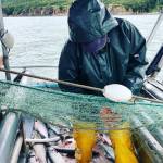 Courtesy Photo | Tyson Fick                                 A fisherman cuts a log from his netting.