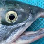 ‘Devastating,’ meager chum salmon returns worry the fishing industry