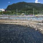 A July 15, 2015 photo of what the Douglas Island Pink and Chum Inc. Hatchery on Channel Drive in Juneau should look like according to DIPAC Executive Director Katie Harms. (Courtesy photo | Katie Harms)
