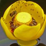 Pond lilies and dandelions brighten a cool, damp day