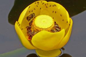 Pond lilies and dandelions brighten a cool, damp day