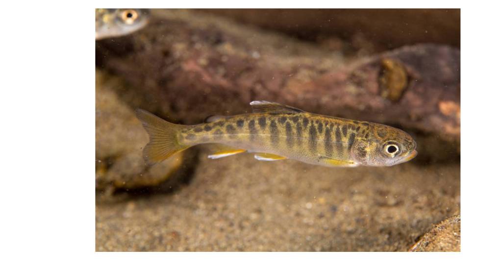 A juvenile Chinook salmon swims in Campbell Creek. (Courtesy Photo | Ryan Hagerty, U.S. Fish and Wildlife Service)