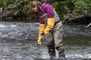 Sue Mauger, Cook Inletkeepers science and executive director, works in the Russian River. (Courtesy Photo | Joe Yelverton)