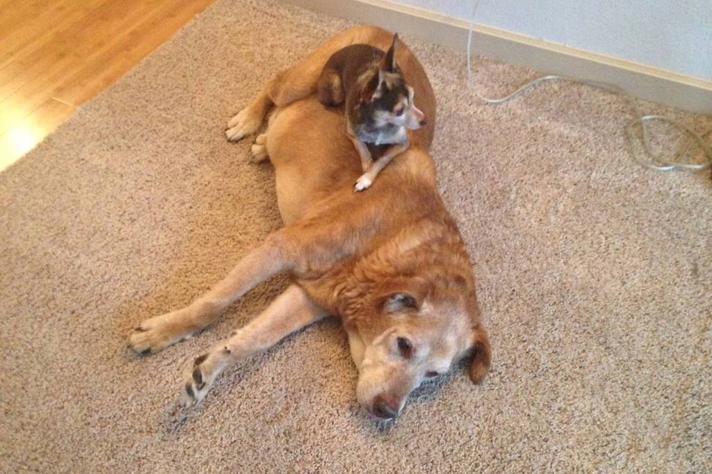 Pacino sits on top of the Dixons other dog, Tattoo.