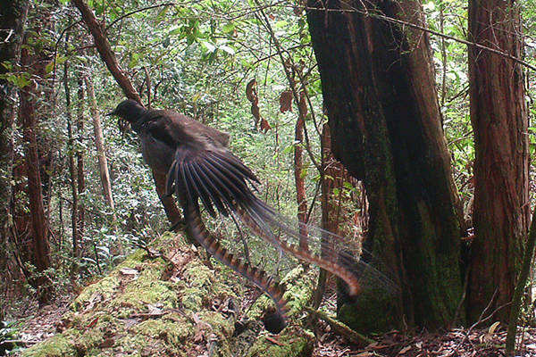 Perhaps the fanciest true tail among birds belongs to the lyrebirds of Australia, such as the one shown in this photo. (Bank Gordon / Wikimedia)