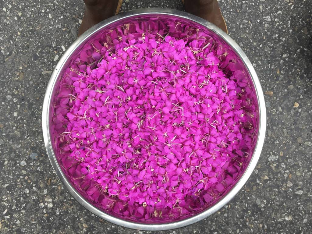A large bowl holds fireweed petals. (Vivian Mork Yéilk / For the Capital City Weekly)
