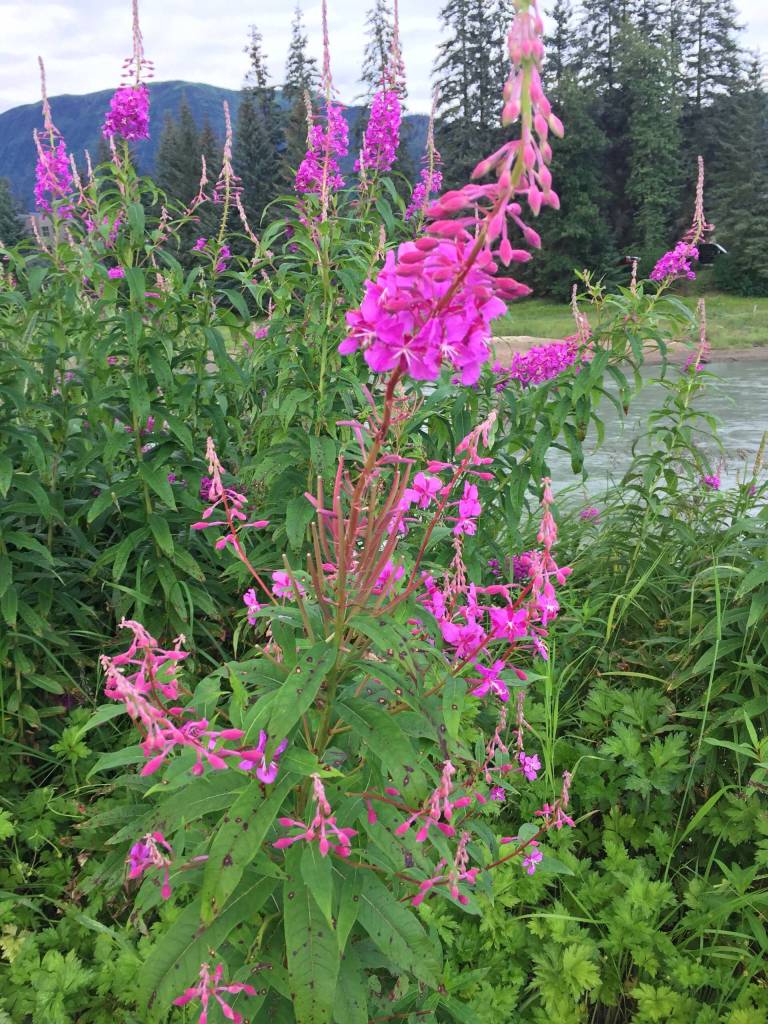 A fireweed stalk stands with 21 heads on one fireweed, (Vivian Mork Yéilk / For the Capital City Weekly)