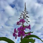 This photo shows a fireweed stalk. (Vivian Mork Yéilk / For the Capital City Weekly)