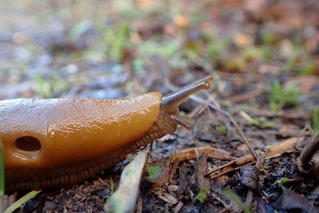 Courtesy Photo / Ned Rozell                                 A banana slug, seen on a trail near San Francisco, shows an opening in its skin that leads to its lung.