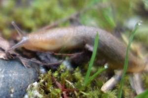 This gastropod has appeal