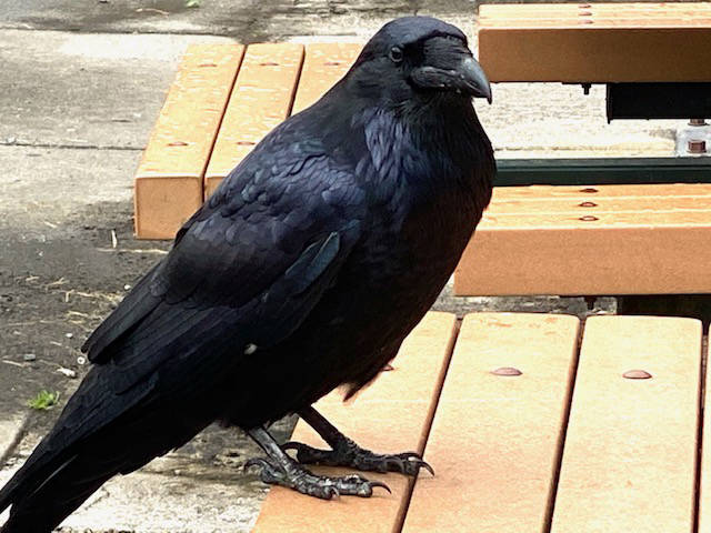 A raven waits at a downtown picnic table for someone to offer a tidbit, July 27, 2020. (Courtesy Photo / Denise Carroll)