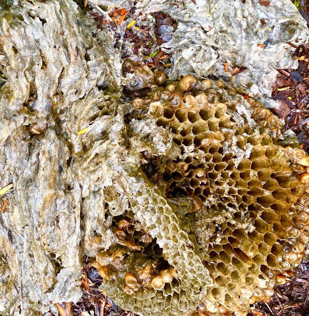 A destroyed paper hornets outer nest and hive on the trail to Cedar Lake on Aug. 7, 2020. (Courtesy Photo / Denise Carroll)