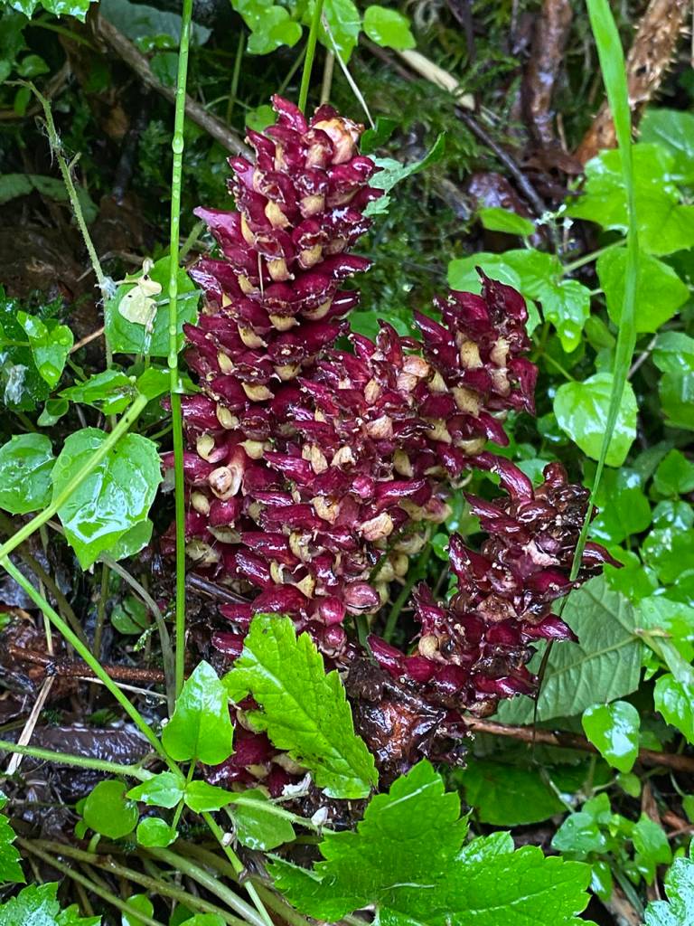Ground cones were among the sights seen during a July 25 hike along Perseverance Trail. (Courtesy Photo / Deana Barajas)
