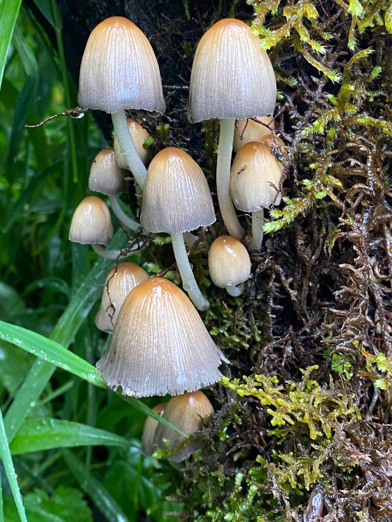 Mushrooms were seen during a July 25 hike along Perseverance Trail. (Courtesy Photo / Deana Barajas)                                Mushrooms were seen during a July 25 hike along Perseverance Trail. (Courtesy Photo / Deana Barajas)